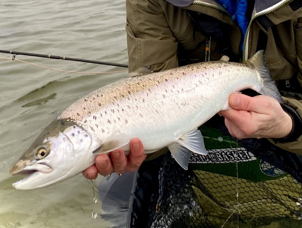 Fishing Lodge Fyn havørred