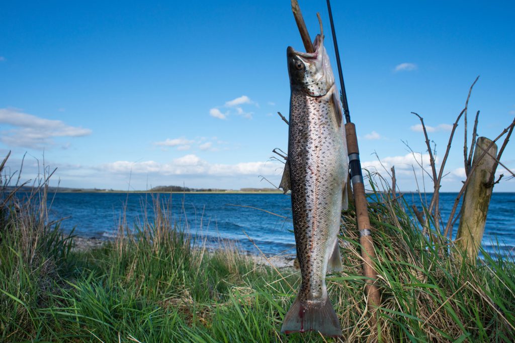 Havørredfiskeri på Sydfyn