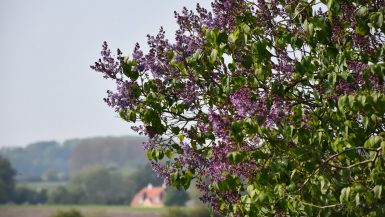 Syrener på Sydfyn