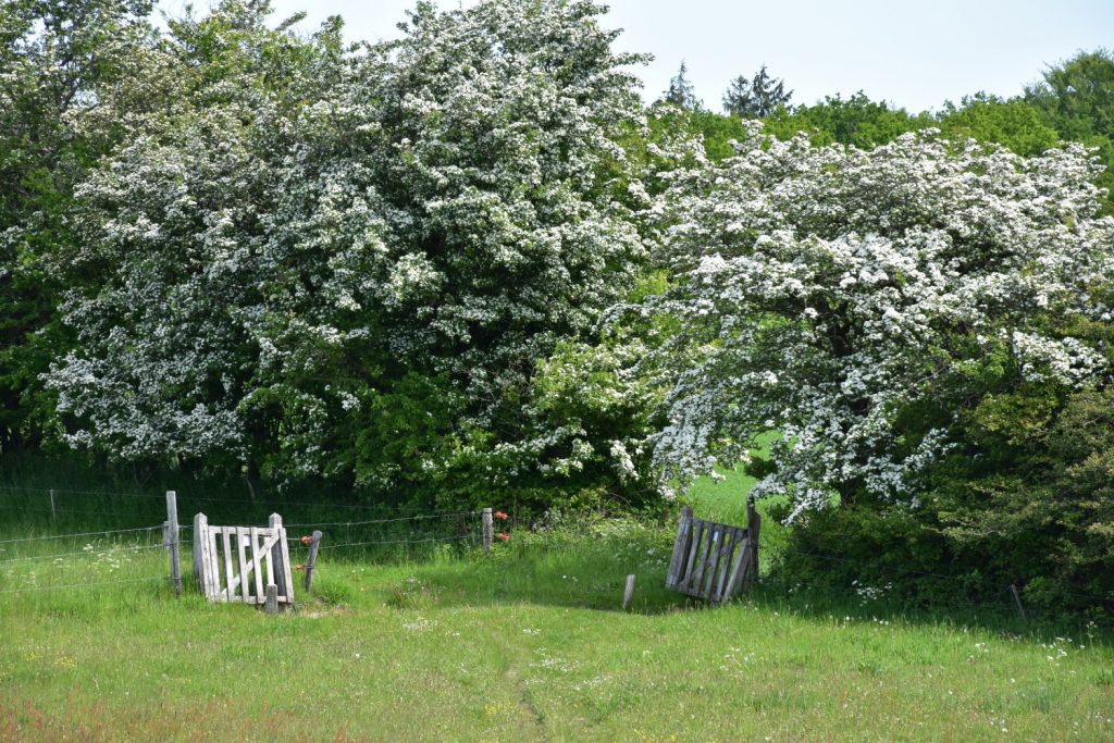 Øhavsstien ved Trebjerg