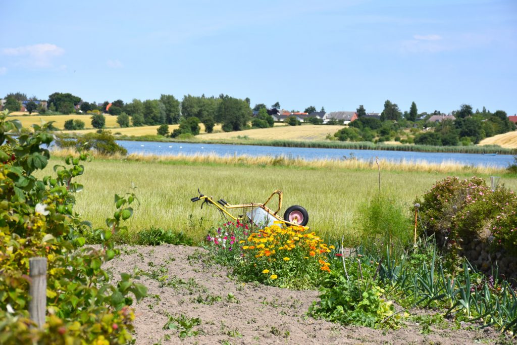 Køkkenhave på Ærø