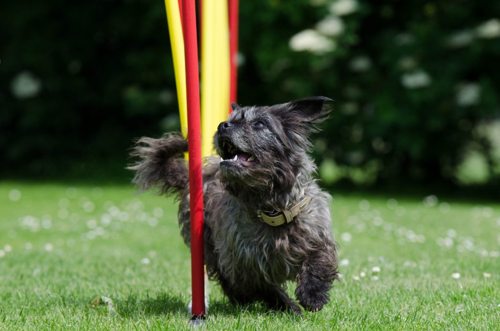 Agility på Sydfyn