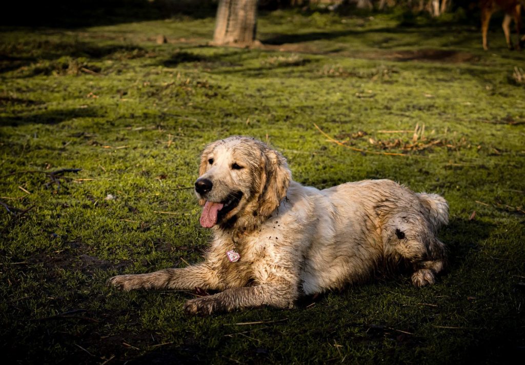 Beskidt labrador