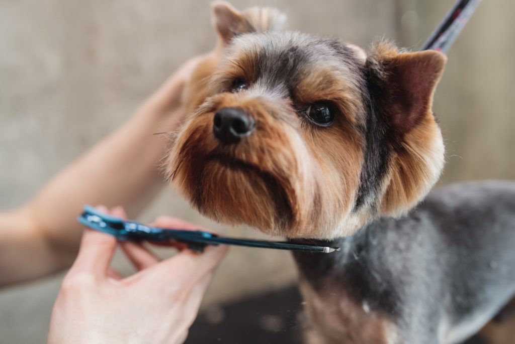 Hundesalon på Sydfyn