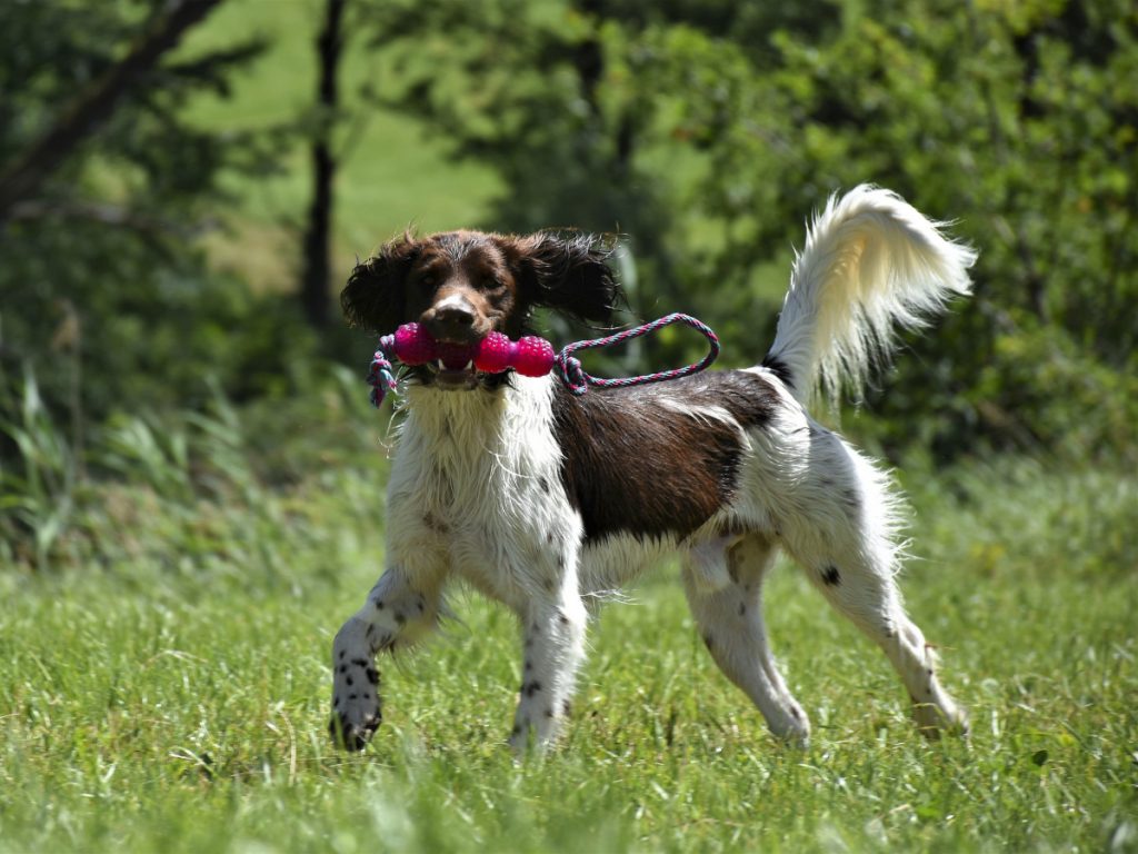 Hundetræning på Sydfyn og øerne