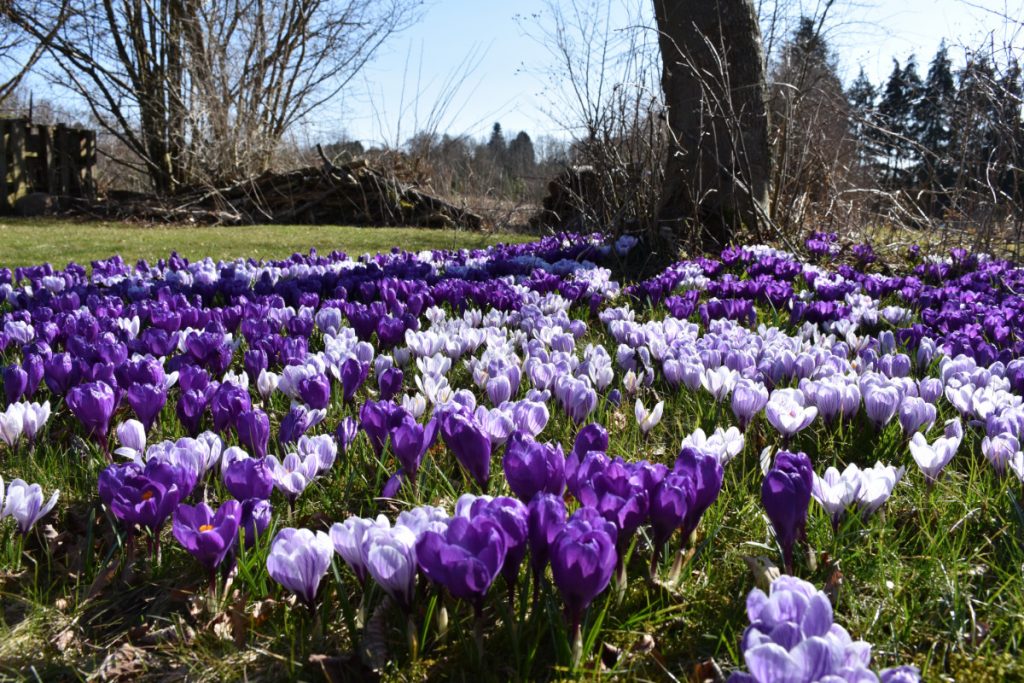 Krokus på Sydfyn