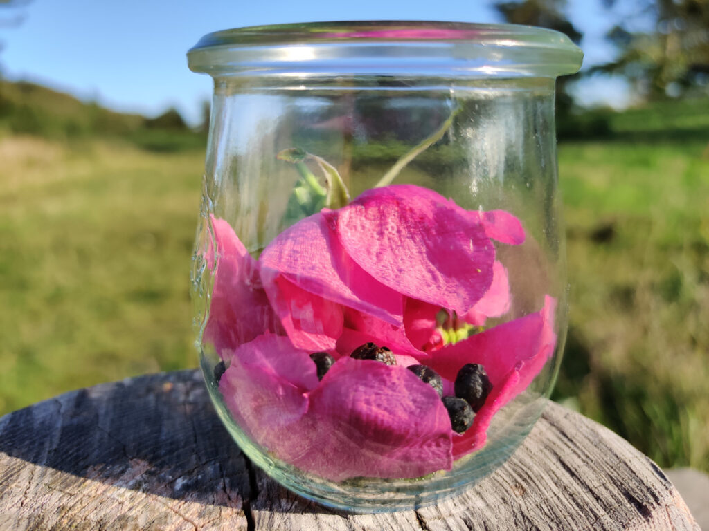 Ingredienser til hjemmelavet gin