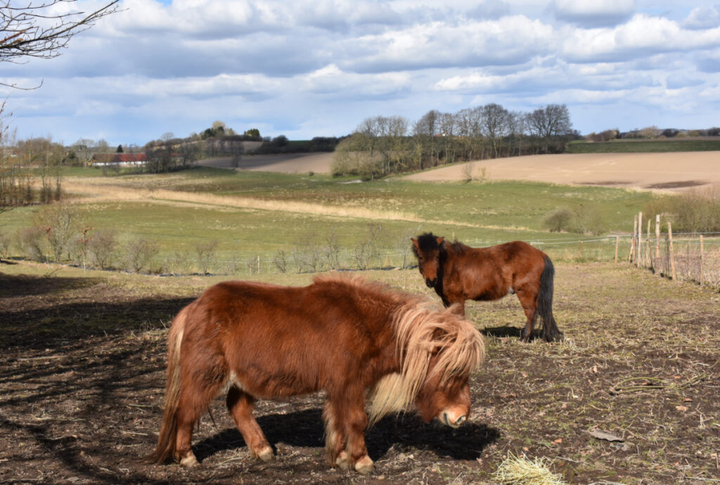Heste på Bakkelund Bærbuske Planteskole