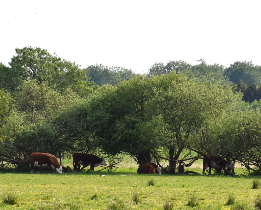 Køerne på Moselund Økologi