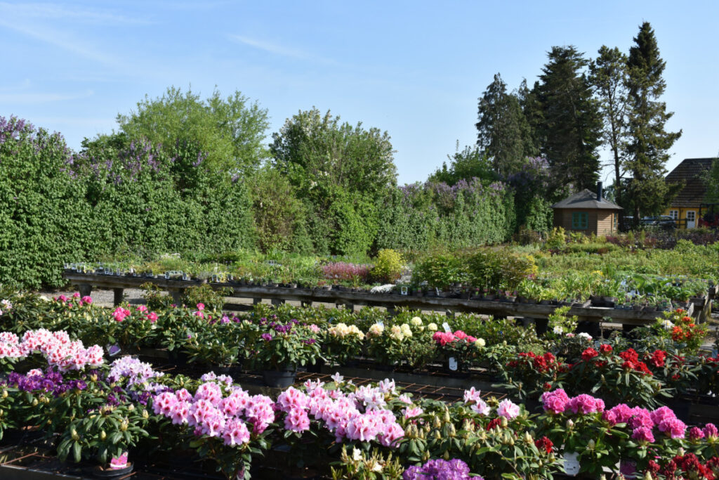 Lakkendrup Planteskole