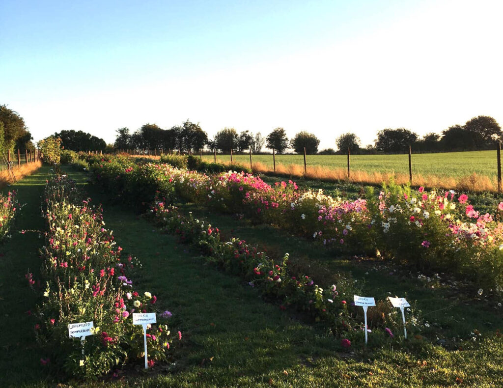 Pluk selv blomster på Ærø