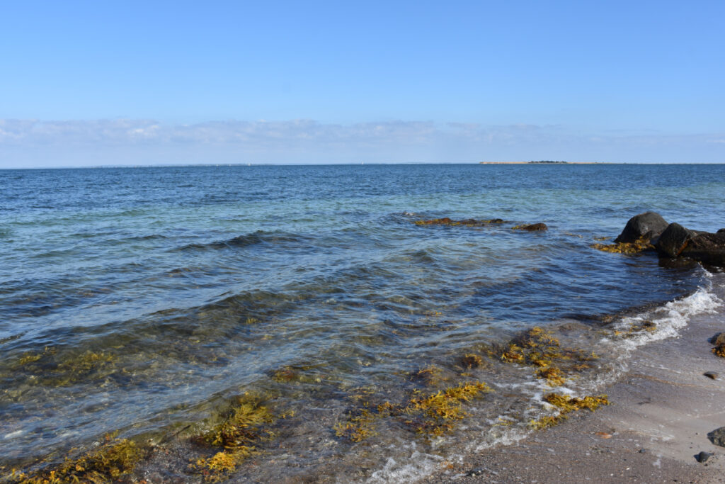 Tang i vandet ved Ærø