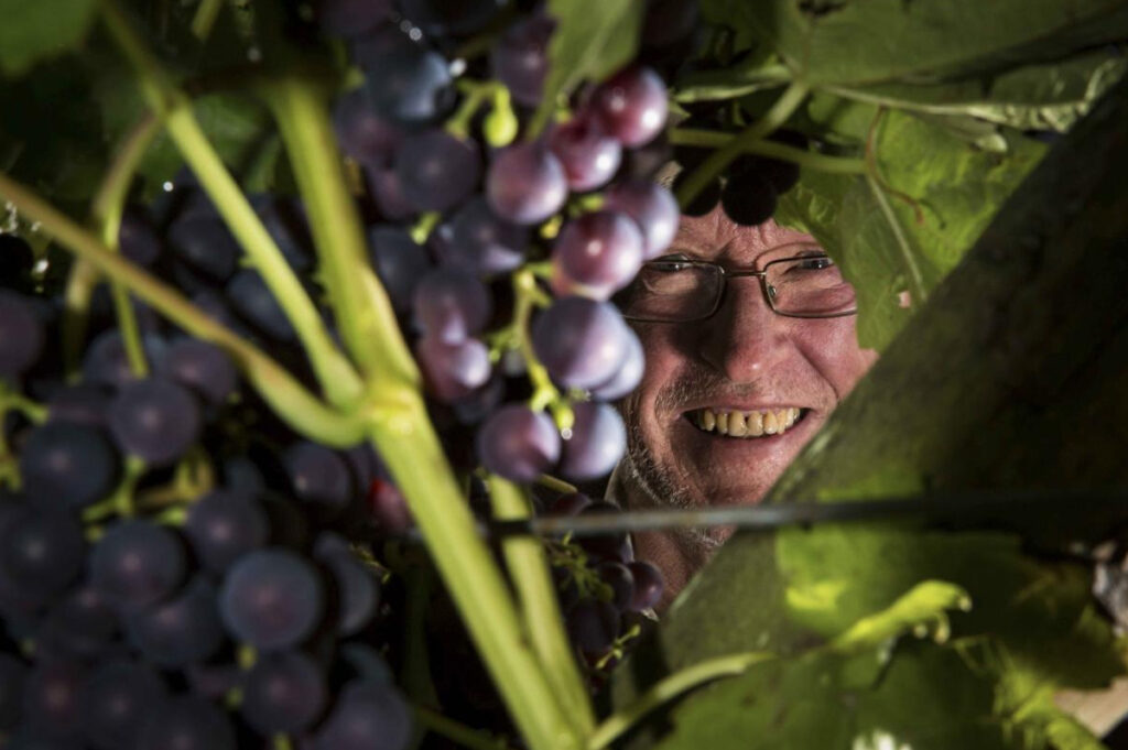 Vinbonde på Langeland