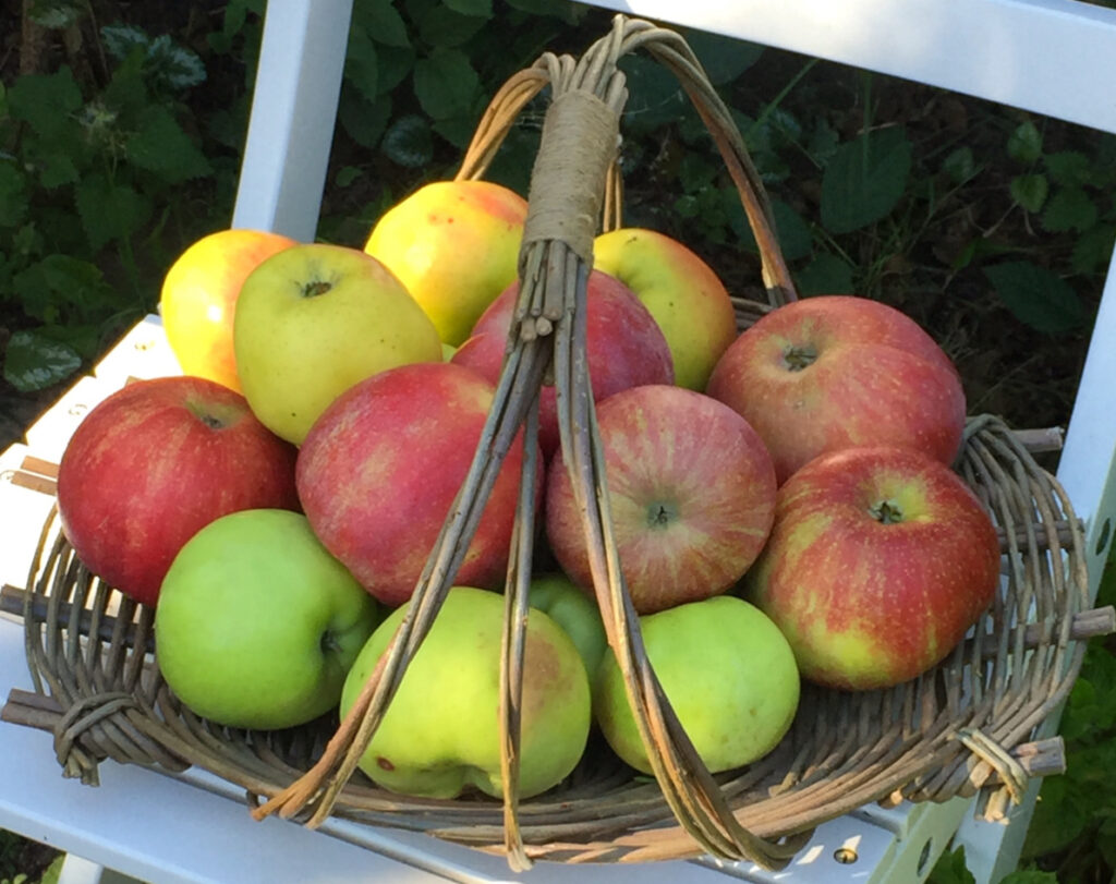 Blandede æbler fra Sydfyn