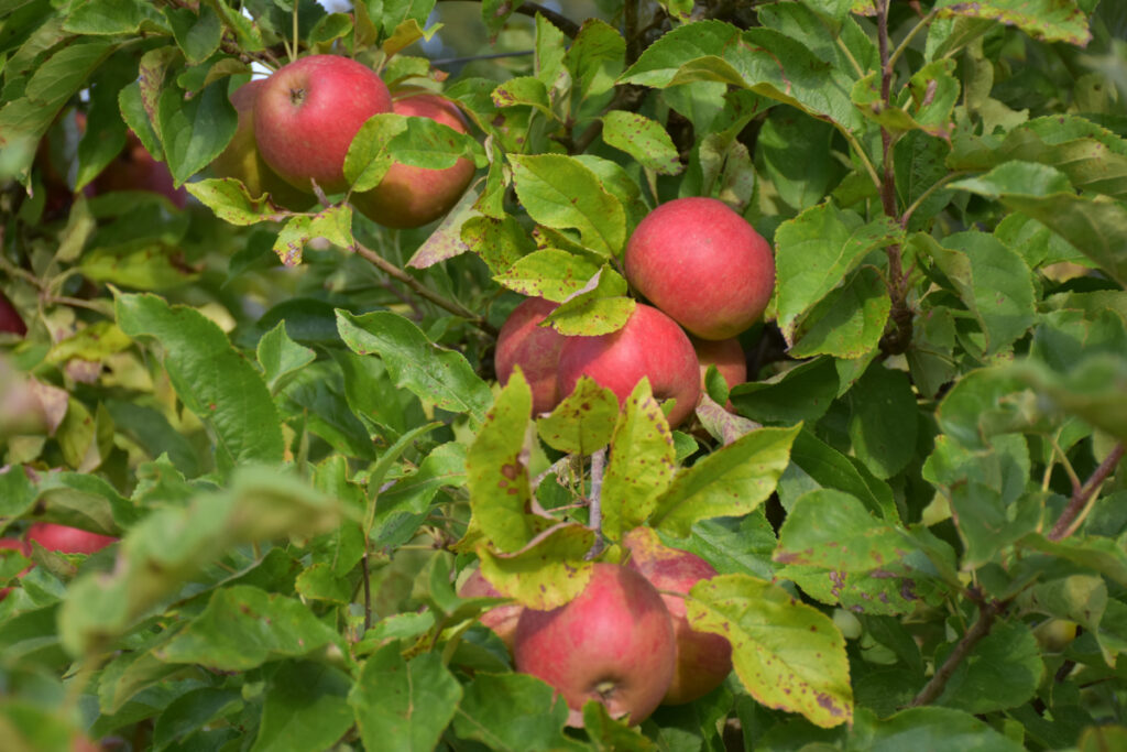 Økologiske Æbler