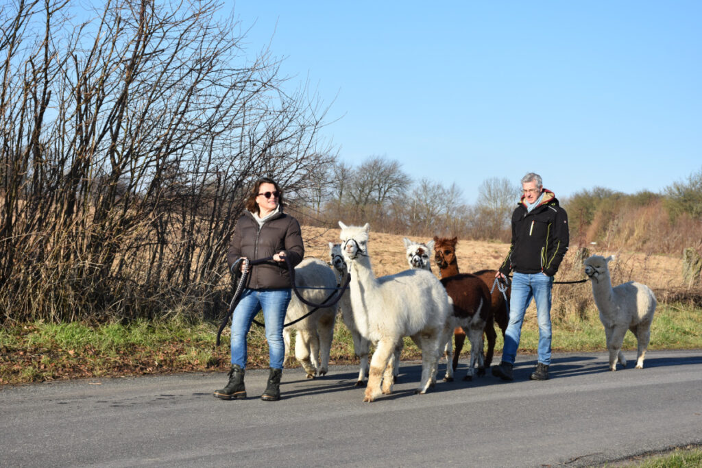 Alpaca på Sydfyn