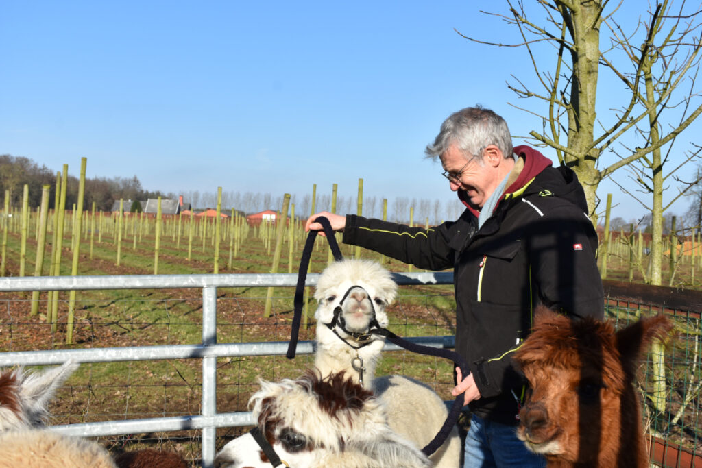 Alpacaerne gøres klar til gåtur