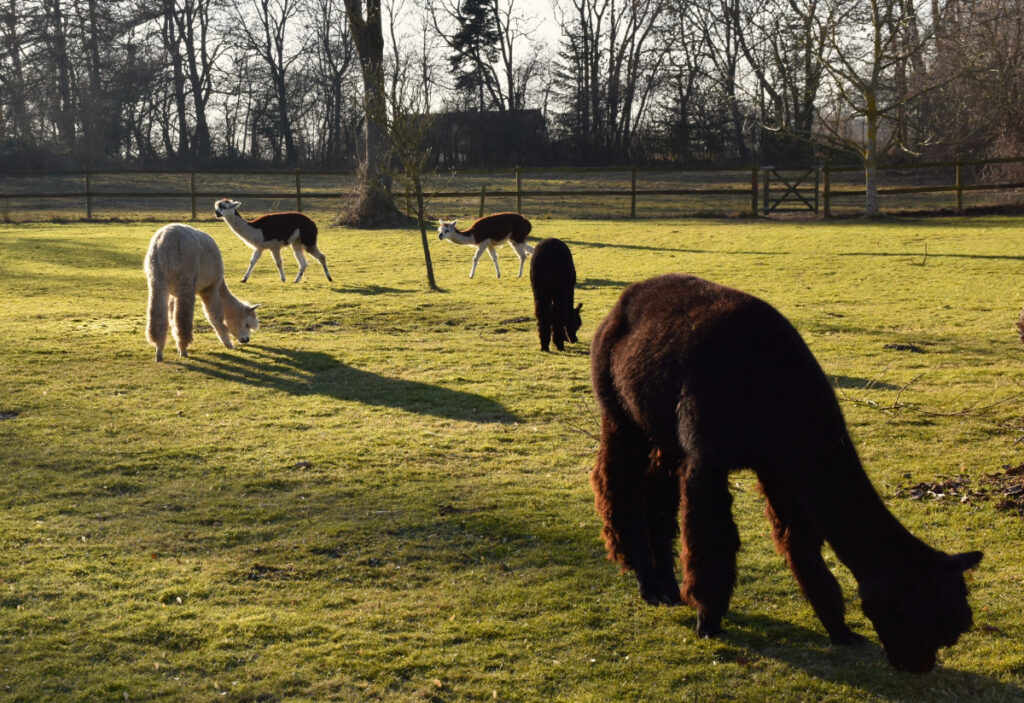 Alpacafarm Sydfyn