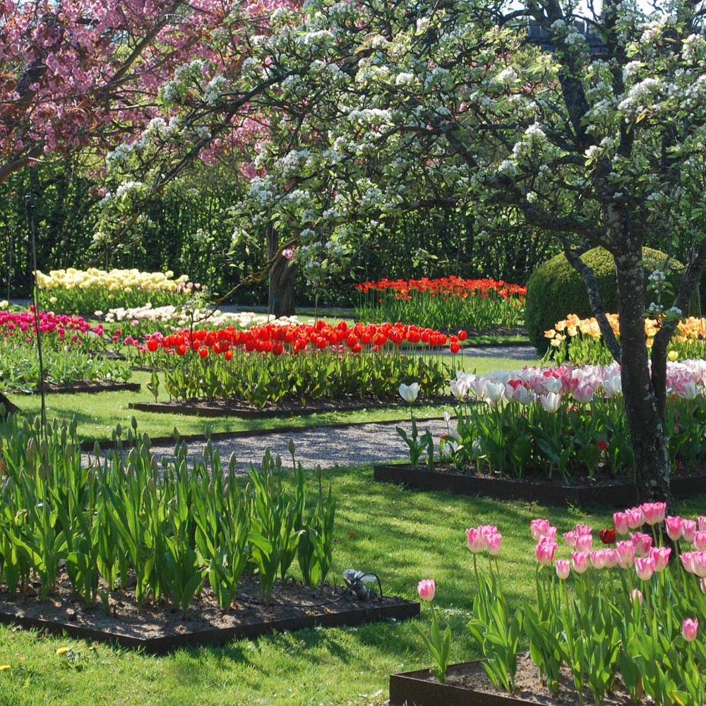 Gratis tulipaner på Egeskov Slot