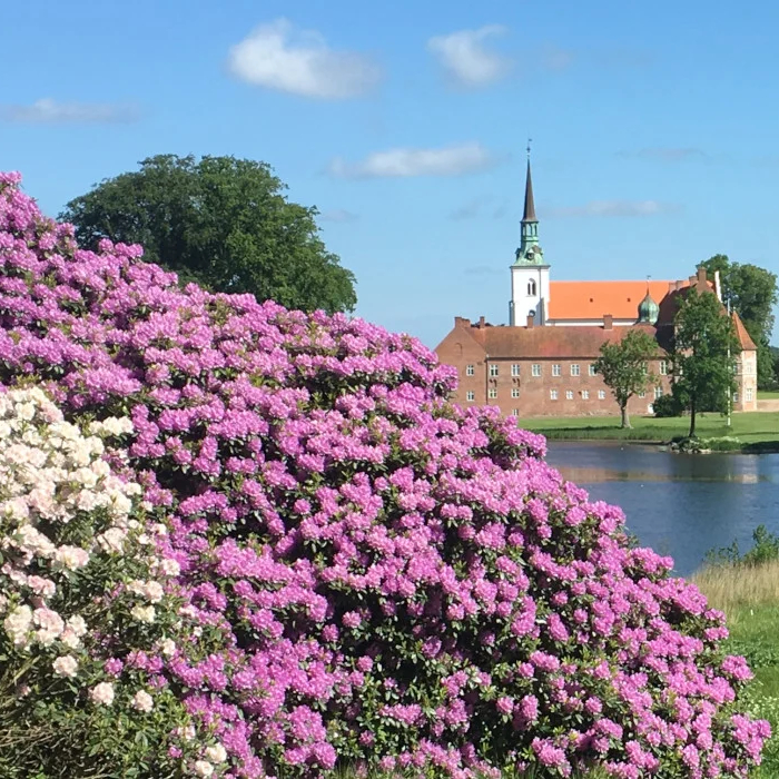 Rododendronpark på Sydfyn